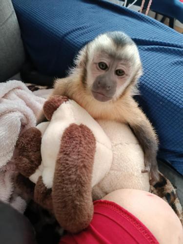 Uroczy Apartament - Kraków