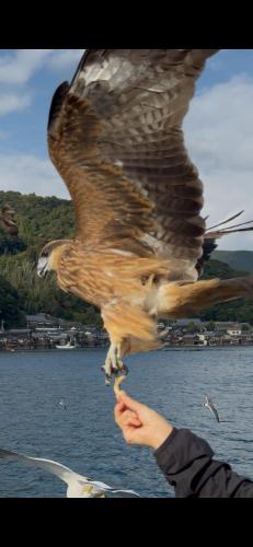 Morifuneya Ine - 森舟屋 伊根 -