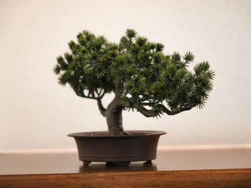 ラフィーネハイツ 103