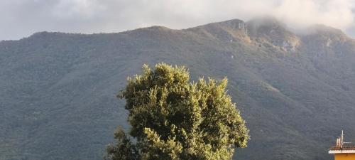Вид, I Fiori di AminA in П'єтрамелара