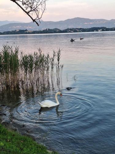 Il Campo sul Lago 2 in Eupilio