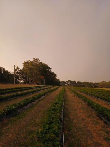 Berry World in Timboon