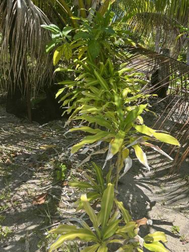 Motu ATAHIRI Camping in Tahaa