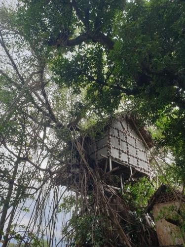 Tree Home Adventure in Isaka