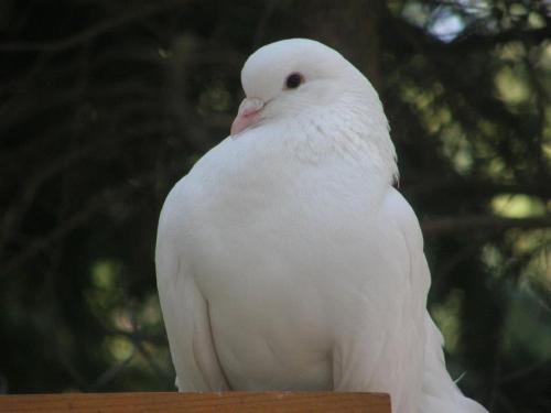 White Dove Pension - image 13