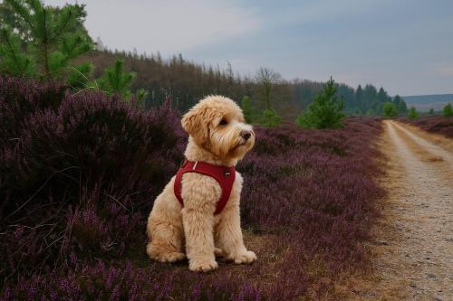 Surrounding environment, Kustenhaus Silbermowe in Berensch