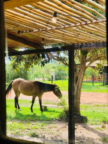 花園, Che Cambá (Che Camba) in 哥洛尼亞卡洛斯佩萊格里尼