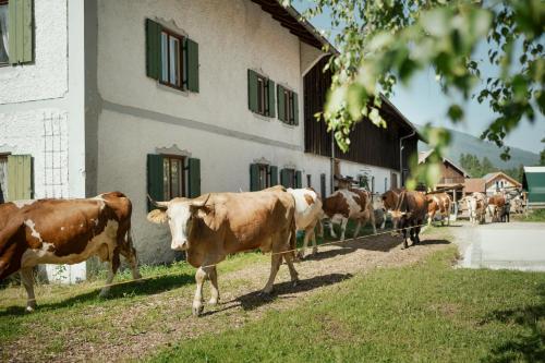 !!NUR!! Campingplatz - keine Zimmer - Biohof Dimper in Saulgrub