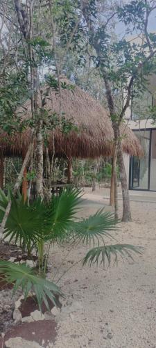 . Casabel Tulum jungle experience