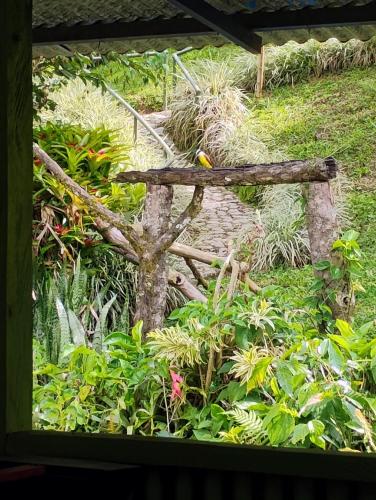 Aguita con Limon Natural Health in Pijao