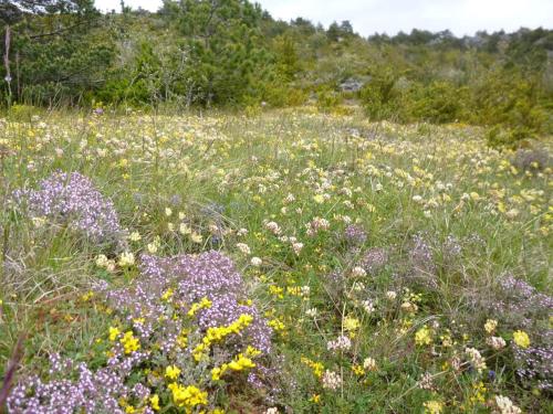 Les Orchis in Cornus
