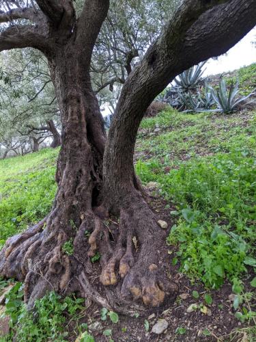 Chez Noureddine L 'GARAH in Moulay Idriss
