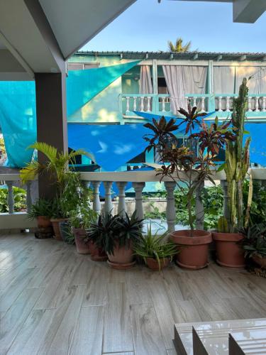 Garden, Casa MIA in Cabarete