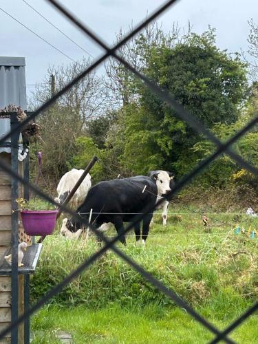 Katie's Cosy Cottage in Mountnugent