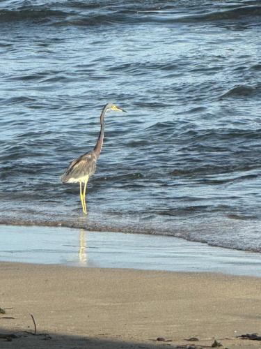 Puerto Viejo de Talamanca Playa Negra Zen Bistro 2-Star Single Room view