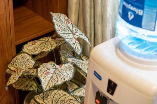 Cyan Studio with free WI-FI in Nanyuki