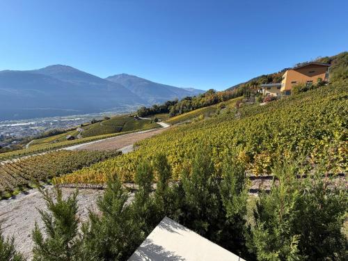 Vineyard in Venthone