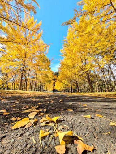 Morifuneya Ine - 森舟屋 伊根 -
