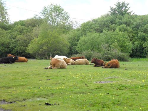 Facilities, Weavers Lodge in Godshill