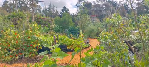 Skats, Sixty Six in Victoria Valley