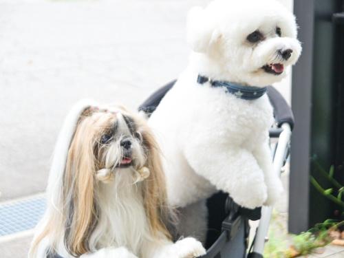 千丈温泉 ペンシオーネセイモア サウナはくさん SENJO Onsen PENSIONE SEYMOUR Sauna Hakusan