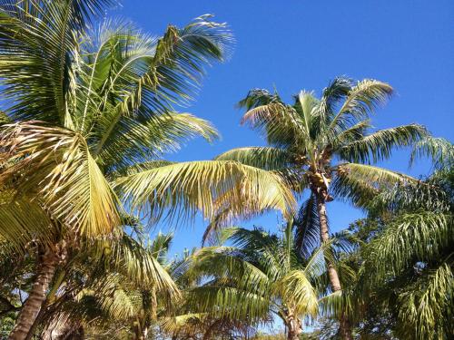 The Pelican Key Largo Cottages In Fl