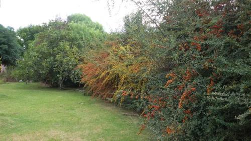 I rent a house in Balneario Las Flores - Maldonado in Las Flores (Maldonado)
