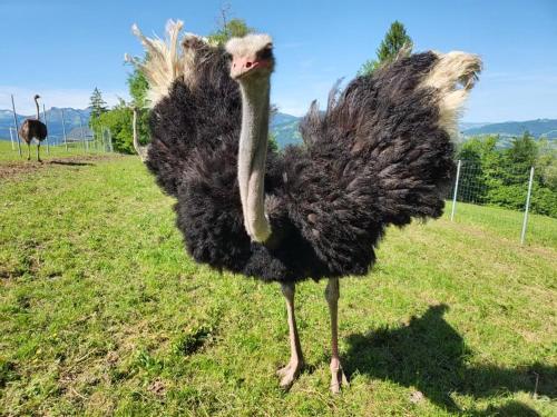 Blickfang Bregenzerwald in ลิงเกเนา