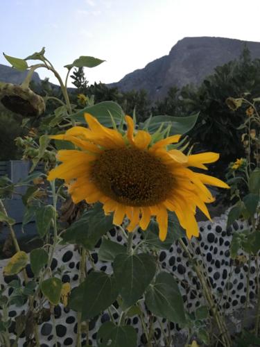 Felicity Luxury Villas - main image