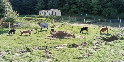Agro Dolina Jamcito in Rzuchowa