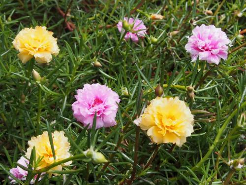 Harry's Bungalows & Restaurant Samui