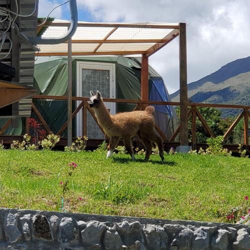 Permasalud Glamping in Urcuqui