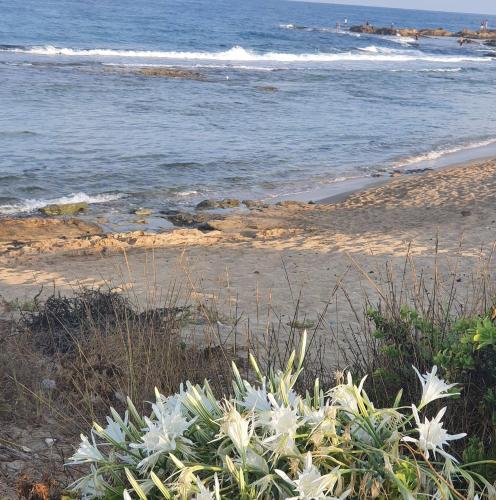 אכזיב על הים in נהריה