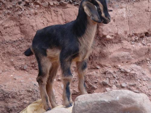 Gite Kasbah La Palmeraie Gite Kasbah La Palmeraie