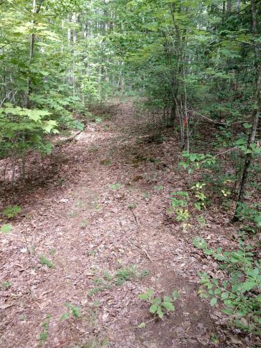 Cozy Bunkhouse for Two Nestled in the Trees near Graysville, Tennessee in Dunlap (TN)