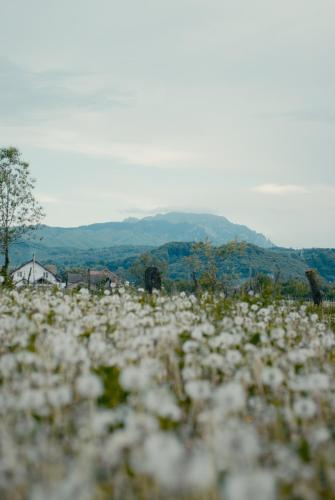 Skats, Casa Iager - Vama Buzaului in Sita Buzăului