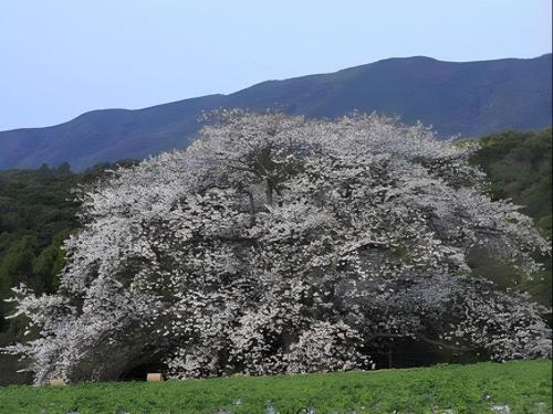 Hotel Saiyou WAKIGAWA