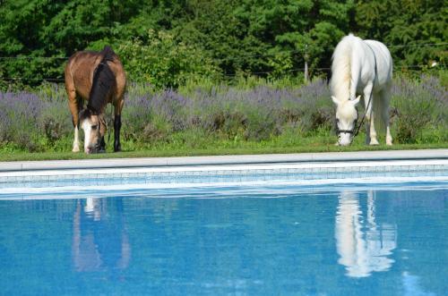 Agriturismo Domus Magna