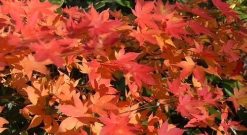 Yunosawa Onsen Mori no Shiki