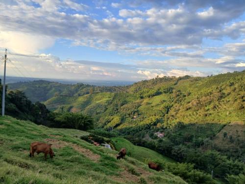 A környék, Panorama Café Hostel (Panorama Cafe Hostel) in Buenavista (Quindio)