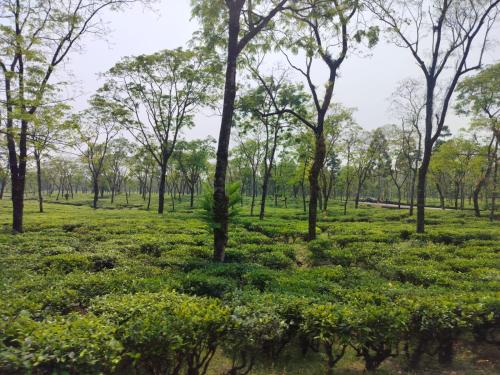 View, Murti River View Retreat By StayApart in Kumai Tea Garden