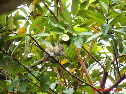 The Peppermint in انيواتا