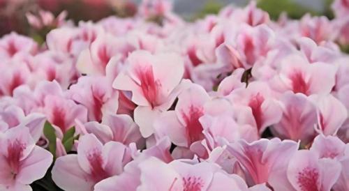 Hotel Saiyou WAKIGAWA