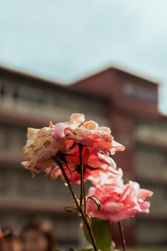 Humming Bird Resort and Executive Suites – Murree, IN