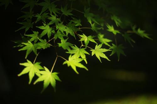 Luna House KIYOMIZU 一棟貸し 月上 清水