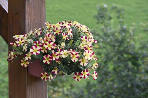 Bauernhof Bachgut - Accommodation - Mühlbach am Hochkönig