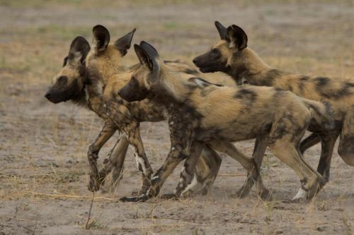 Marrow camping site in Kongola