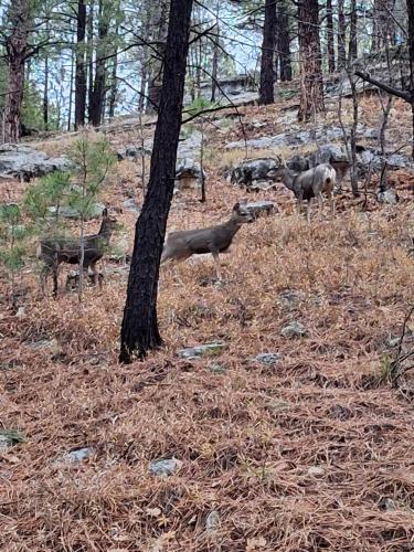Cabin Among The Pines w Tesla Charger and Game Garage in Kachina Village (AZ)