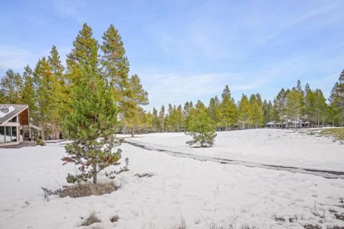 20 Red Cedar - image 5
