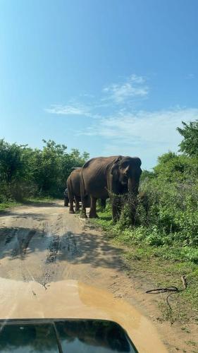 The elephant house 3